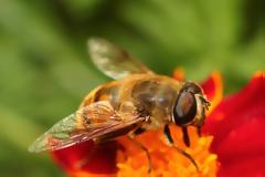 Απίστευτο κι όμως αληθινό: Οι μέλισσες μπορούν να κατανοήσουν το... μηδέν