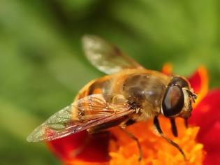 Φωτογραφία για Απίστευτο κι όμως αληθινό: Οι μέλισσες μπορούν να κατανοήσουν το... μηδέν