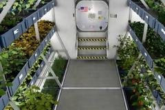 Τα 18 φυτά που σύμφωνα με τη NASA καθαρίζουν τον αέρα του σπιτιού σας