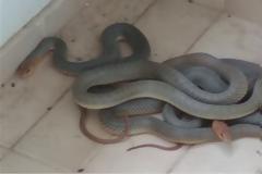 Φίδια... ζευγάρωναν σε μπαλκόνι φοιτητών στα Ιωάννινα