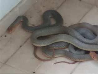 Φωτογραφία για Φίδια... ζευγάρωναν σε μπαλκόνι φοιτητών στα Ιωάννινα