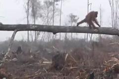 Η συγκινητική προσπάθεια ενός ουρακοτάγκου να σώσει δέντρο από μπουλντόζα