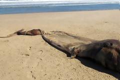 Μυστήριο με πλάσμα που ξεβράστηκε σε ακτή της Ναμίμπια