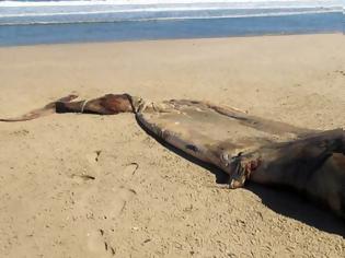 Φωτογραφία για Μυστήριο με πλάσμα που ξεβράστηκε σε ακτή της Ναμίμπια