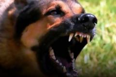 Αμφιλοχία: Είχε βγει για τρέξιμο και του επιτέθηκαν 4 σκυλιά!