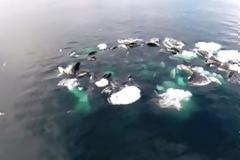 Παρατήρησαν έναν τεράστιο κύκλο να αφρίζει στη θάλασσα. Όταν είδαν τι ήταν έμειναν έκπληκτοι [video]