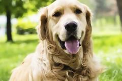 Αυτά είναι τα 10 πιο έξυπνα σκυλιά στον κόσμο [photos]