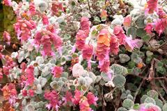 Δίκταμο ή Έρωντας για πονοκέφαλο, πόνους κοιλιάς, στομαχόπονο, πονόλαιμο, ατονία, κρυολόγημα, βήχα, είναι αιμοστατικό, αφροδισιακό