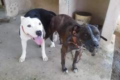 δυο πιτ μπουλ επιτέθηκαν σε ζευγάρι στο Αγρίνιο- Ακόμη και οι αστυνομικοί «σήκωσαν τα χέρια ψηλά»!