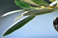 Καίριο πλήγμα στο ελαιόλαδο από την Ευρωπαϊκή Ένωση!