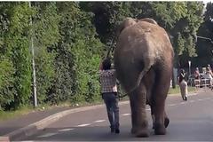 Η μεγάλη απόδραση: Ελέφαντας το έσκασε από τσίρκο και... βόλταρε σε μικρή γερμανική πόλη