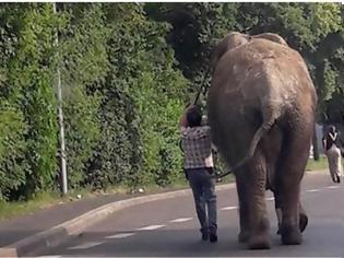 Φωτογραφία για Η μεγάλη απόδραση: Ελέφαντας το έσκασε από τσίρκο και... βόλταρε σε μικρή γερμανική πόλη