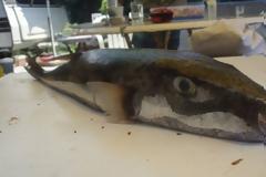 Κρήτη: Παιδί ψάρεψε με καλάμι έναν τεράστιο λαγοκέφαλο (βίντεο)