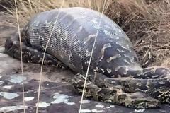 ΕΙΚΟΝΕΣ ΣΟΚ - Πύθωνας τρώει τεράστιο σκαντζόχοιρο και βρίσκει φρικτό θάνατο... [photos]