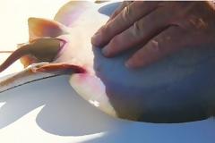 Ετοιμαζόταν να το πετάξει πίσω στη θάλασσα – Όταν όμως πίεσε την κοιλιά του έγινε κάτι μοναδικό… [video]