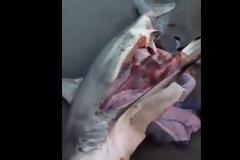 Όταν βρήκαν αυτό το νεκρό καρχαρία κάτι δεν τους άρεσε - Όταν άνοιξαν την κοιλιά του, μείνανε άφωνοι… [video]