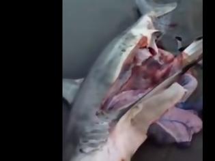 Φωτογραφία για Όταν βρήκαν αυτό το νεκρό καρχαρία κάτι δεν τους άρεσε - Όταν άνοιξαν την κοιλιά του, μείνανε άφωνοι… [video]