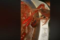 Καραβίδα προσπαθεί να γλιτώσει από την κατσαρόλα