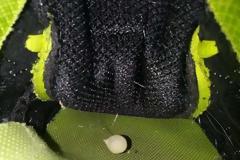 Δυσάρεστη έκπληξη μέσα σε αθλητικό παπούτσι... [photos]