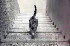 Η γάτα που διχάζει το διαδίκτυο - Ανεβαίνει ή κατεβαίνει τα σκαλιά; Εσείς τι βλέπετε; [photo+video]