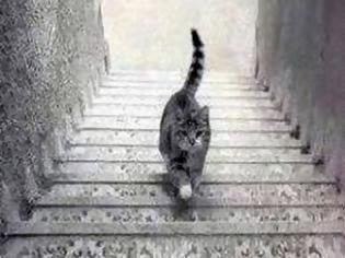 Φωτογραφία για Η γάτα που διχάζει το διαδίκτυο - Ανεβαίνει ή κατεβαίνει τα σκαλιά; Εσείς τι βλέπετε; [photo+video]