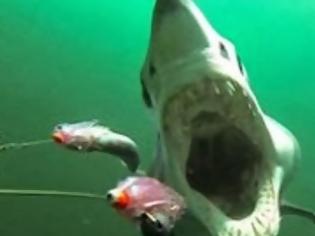 Φωτογραφία για Το βίντεο – εφιάλτης που έγινε viral: Καρέ καρέ πώς είναι να σε τρώει καρχαρίας…