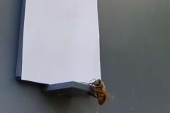 Οι μέλισσες κατανοούν την έννοια του μηδενός;