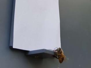 Φωτογραφία για Οι μέλισσες κατανοούν την έννοια του μηδενός;