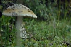 Σε άνοδο η καλλιέργεια μανιταριών στην Ελλάδα - Κορυφαία σε ποιότητα τα εγχώρια, πιο οικονομικά τα εισαγόμενα