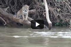 Ποιος νόμος της ζούγκλας; Βίδρες επιτίθενται σε τζάγκουαρ και αυτά το βάζουν στα πόδια