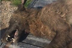 Σκύλος ή λύκος; Εντοπίστηκε παράξενο ζώο που προκαλεί σάλο στην Πολιτεία της Μοντάνα