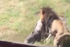 Συγκλονιστικό βίντεο: Λιοντάρι αρπάζει από τον λαιμό τον ιδιοκτήτη του πάρκου όπου κρατείται και...