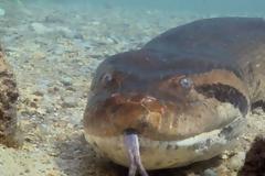 Τρόμος: Ανακόντα επτά μέτρων βγαίνει για… κυνήγι [video]