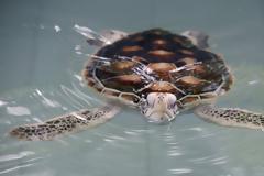 Ταϊλάνδη: Θύμα των πλαστικών μια χελώνα που ανήκει σε προστατευόμενο είδος