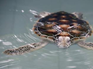 Φωτογραφία για Ταϊλάνδη: Θύμα των πλαστικών μια χελώνα που ανήκει σε προστατευόμενο είδος