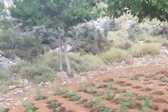 Μυλοπόταμος: 15 ορφανές φυτείες με 3.349 δενδρύλλια εντόπισαν οι αστυνομικοί