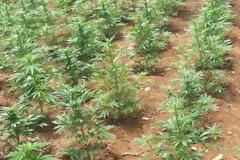 Πήγαιναν για μεγάλη ... μπίζνα, αλλά τους τη χάλασαν - Εντοπίστηκαν 15 φυτείες κάνναβης