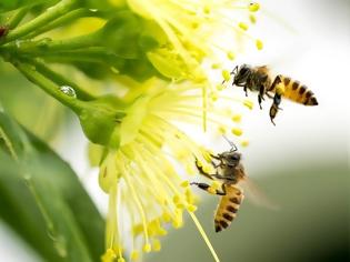 Φωτογραφία για Απρόσμενη ανακάλυψη: Οι μέλισσες κατανοούν την έννοια του μηδέν!