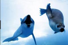 Ψαράδες σκοτώνουν δελφίνια και φώκιες υπό εξαφάνιση για να τα κάνουν δόλωμα!