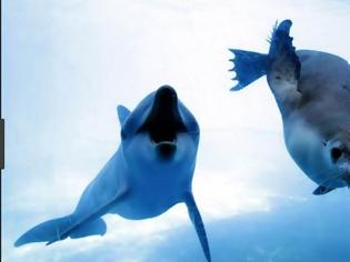 Φωτογραφία για Ψαράδες σκοτώνουν δελφίνια και φώκιες υπό εξαφάνιση για να τα κάνουν δόλωμα!