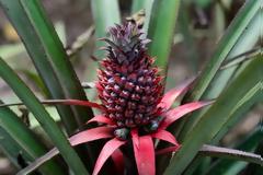 Ο ροζ ανανάς είναι ό,τι πιο όμορφο είδαμε τελευταία!