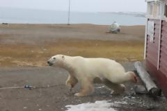 Πολική αρκούδα εισέβαλε σε ξενοδοχείο και «τσάκισε» τα σοκολατάκια (pics)