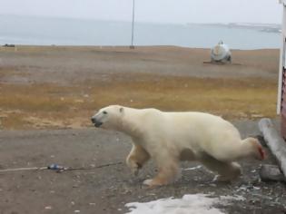 Φωτογραφία για Πολική αρκούδα εισέβαλε σε ξενοδοχείο και «τσάκισε» τα σοκολατάκια (pics)