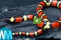 Ο,τι πιο «σκληρό»! Δέκα πλάσματα που δεν θέλεις ποτέ να συναντήσεις...