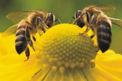 Ποιος είναι ο αριθμός που «κατανοούν» οι μέλισσε