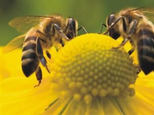 Φωτογραφία για Ποιος είναι ο αριθμός που «κατανοούν» οι μέλισσε