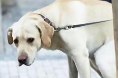 Εσάς το σκυλάκι σας περιστρέφετε γύρω γύρω πριν κάνει την ανάγκη του; Πρέπει να δείτε το γιατί [video]