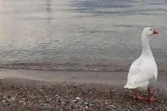 Ρίο – Αντίρριο: H χήνα που κάνει … παρέα στους λουόμενους.