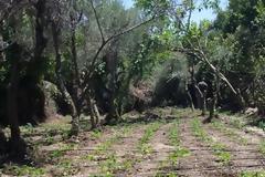 Νέα επιχείρηση της ΕΛ.ΑΣ. στον Μυλοπόταμο - Εντοπίστηκαν πέντε ορφανές φυτείες με 1.449 δενδρύλλια