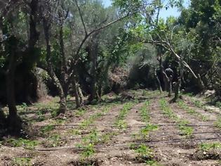 Φωτογραφία για Νέα επιχείρηση της ΕΛ.ΑΣ. στον Μυλοπόταμο - Εντοπίστηκαν πέντε ορφανές φυτείες με 1.449 δενδρύλλια